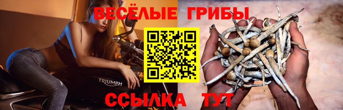 Псилоцибиновые грибы Magic Shrooms Сухой Лог